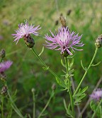 Centaurea stoebe thumbnail