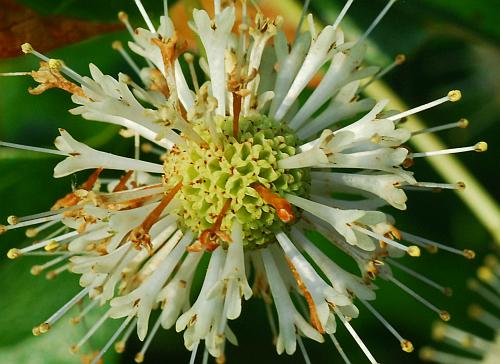 Cephalanthus_occidentalis_flowers2.jpg