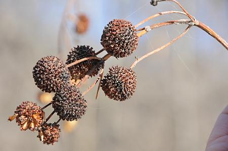 Cephalanthus_occidentalis_fruits.jpg