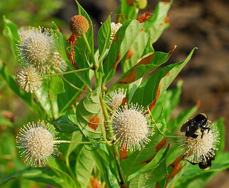 Cephalanthus_occidentalis_inflorescence.jpg