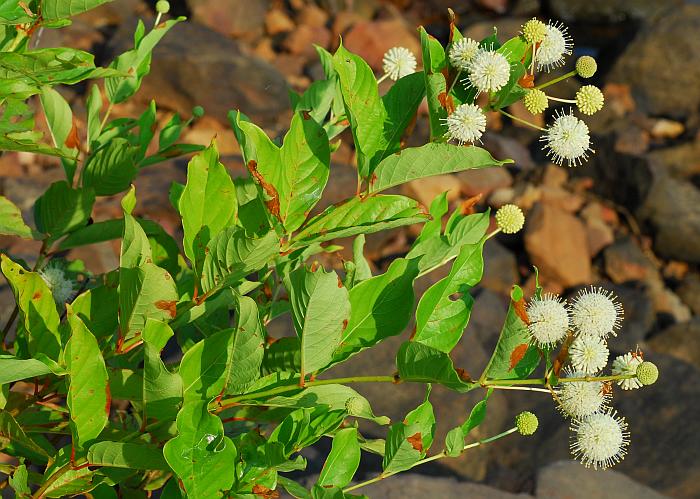 Cephalanthus_occidentalis_plant2.jpg