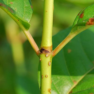 Cephalanthus_occidentalis_stem.jpg