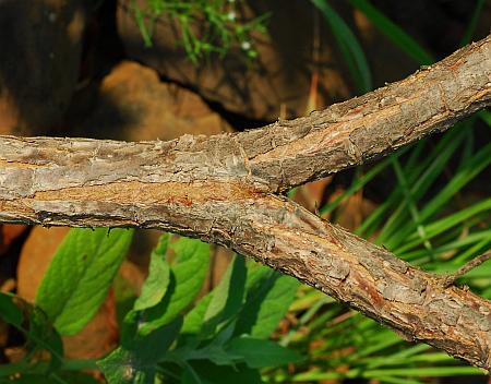 Cephalanthus_occidentalis_stem2.jpg