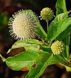 Cephalanthus occidentalis thumbnail