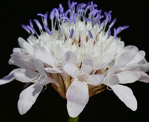 Cephalaria_transsylvanica_florets1.jpg