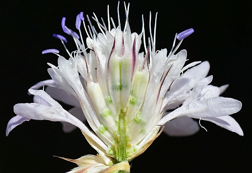 Cephalaria_transsylvanica_florets2.jpg