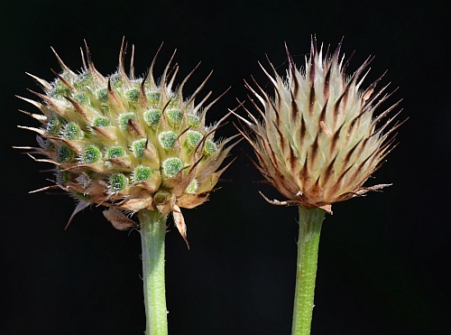 Cephalaria_transsylvanica_fruits1.jpg