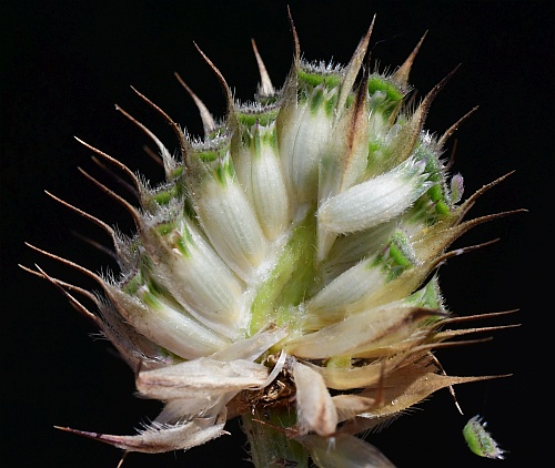 Cephalaria_transsylvanica_fruits2.jpg