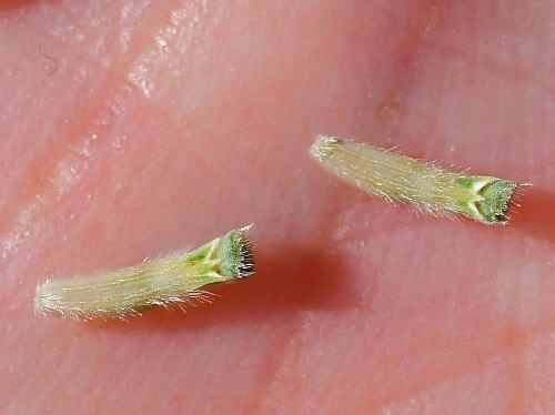Cephalaria_transsylvanica_fruits3.jpg