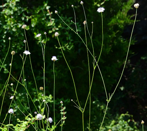 Cephalaria_transsylvanica_inflorescences.jpg