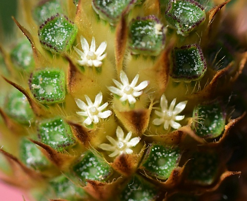 Cephalaria_transsylvanica_involucels.jpg