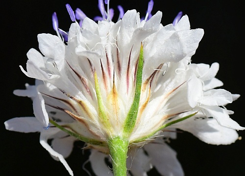 Cephalaria_transsylvanica_involucre.jpg