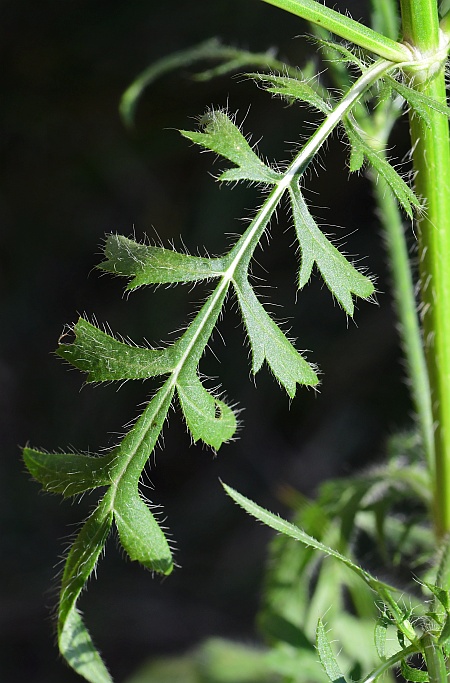 Cephalaria_transsylvanica_leaf1.jpg