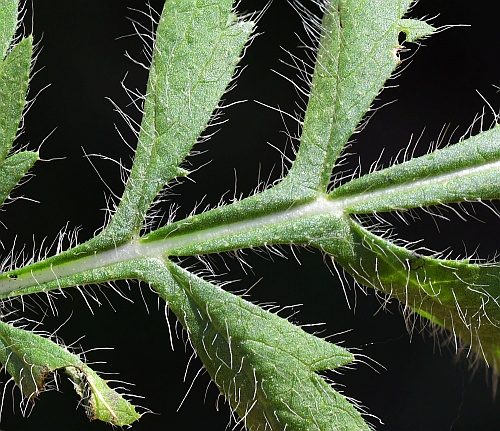 Cephalaria_transsylvanica_leaf1a.jpg