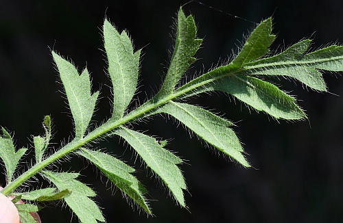 Cephalaria_transsylvanica_leaf2.jpg