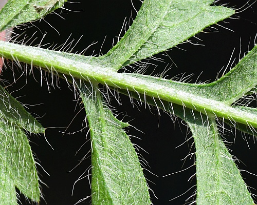 Cephalaria_transsylvanica_leaf2a.jpg
