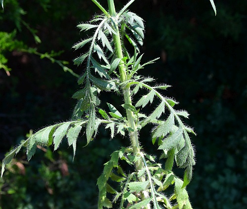 Cephalaria_transsylvanica_leaves.jpg