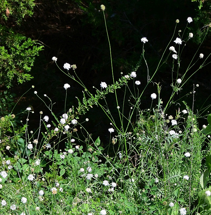 Cephalaria_transsylvanica_plant.jpg