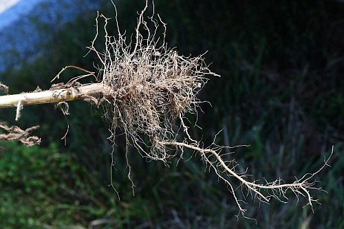 Cephalaria_transsylvanica_roots.jpg