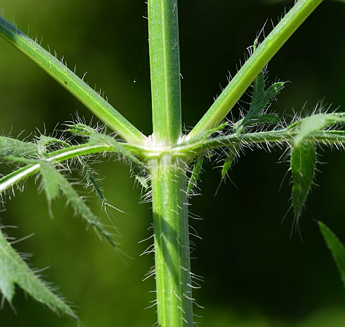 Cephalaria_transsylvanica_stem1.jpg