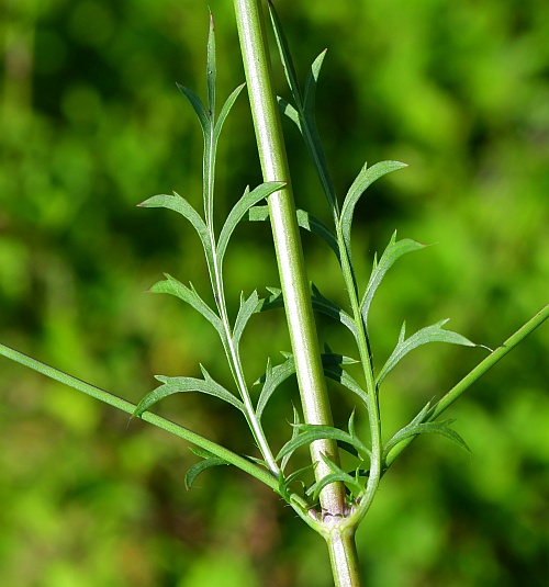Cephalaria_transsylvanica_stem2.jpg
