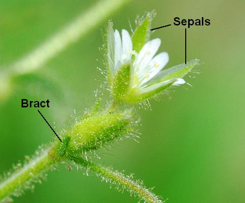 Cerastium_brachypetalum_diagram.jpg