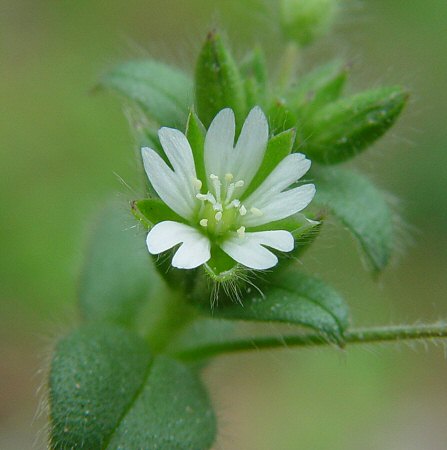 Cerastium_brachypetalum_flower.jpg