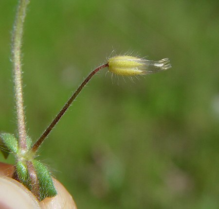 Cerastium_brachypetalum_fruit.jpg