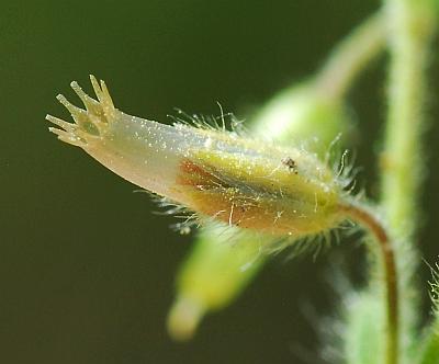 Cerastium_brachypetalum_fruit2.jpg