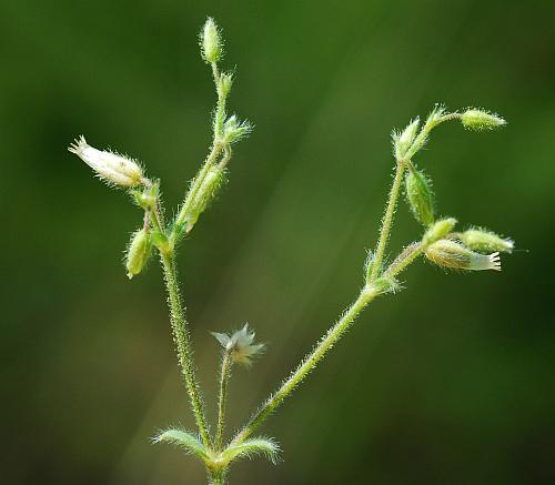 Cerastium_brachypetalum_inflorescence2.jpg