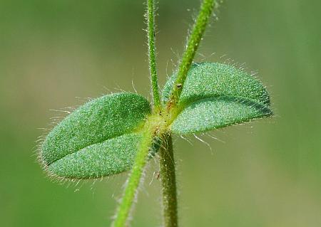 Cerastium_brachypetalum_leaf1.jpg