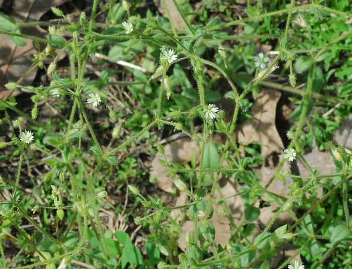 Cerastium_brachypetalum_plant2.jpg