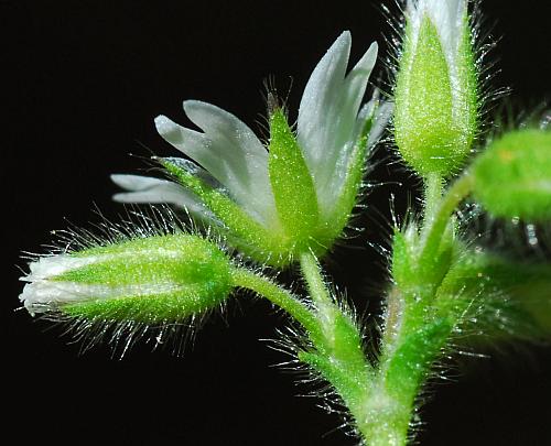 Cerastium_brachypetalum_sepals.jpg