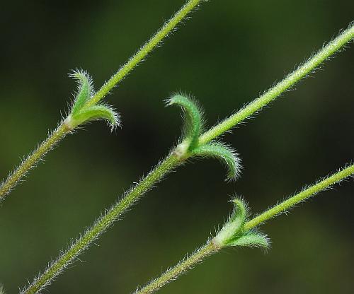 Cerastium_brachypetalum_stem2.jpg