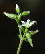 Cerastium brachypetalum thumbnail