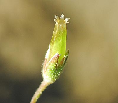 Cerastium_dubium_fruit2.jpg