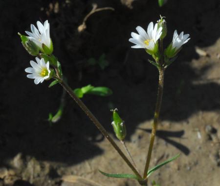 Cerastium_dubium_inflorescence.jpg