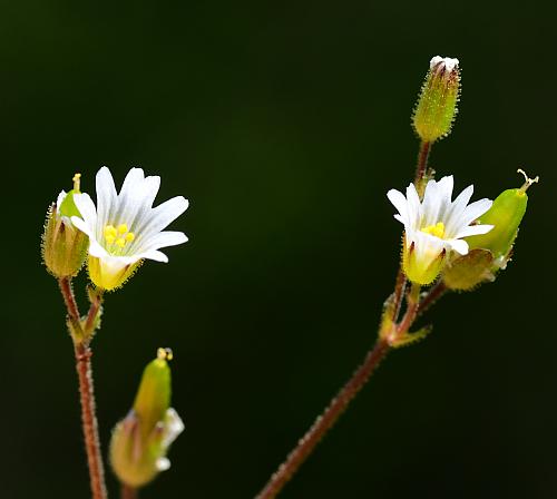 Cerastium_dubium_inflorescence2.jpg