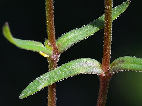 Cerastium_dubium_leaf1.jpg