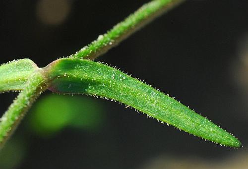 Cerastium_dubium_leaf2.jpg