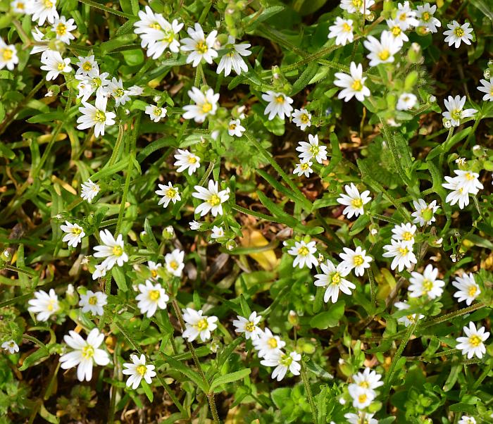 Cerastium_dubium_plant.jpg