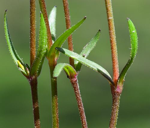 Cerastium_dubium_stem.jpg