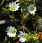 Cerastium dubium thumbnail