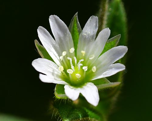 Cerastium_fontanum_corolla.jpg