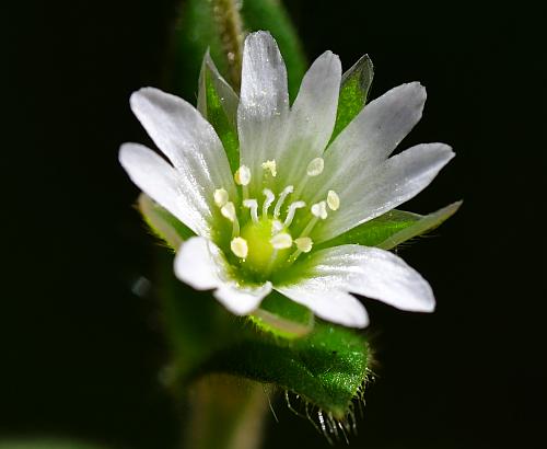 Cerastium_fontanum_corolla2.jpg