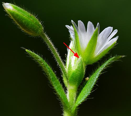 Cerastium_fontanum_diagram.jpg