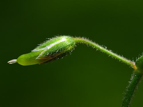 Cerastium_fontanum_fruit1.jpg