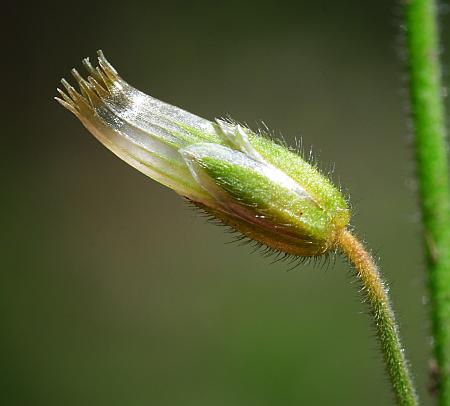 Cerastium_fontanum_fruit2.jpg