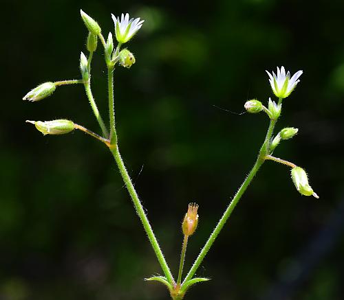 Cerastium_fontanum_inflorescence1.jpg