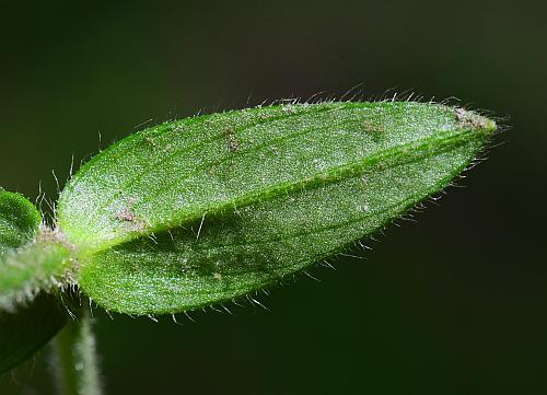 Cerastium_fontanum_leaf2.jpg